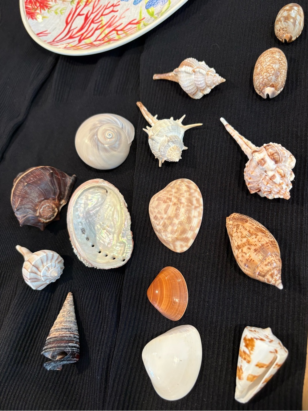 Natural Seashell Collection Decorative Set in Cream, Brown, Tan
